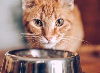 Can My Cat Eat That? The Most Commonly Asked Culprits Answered by a Veterinarian