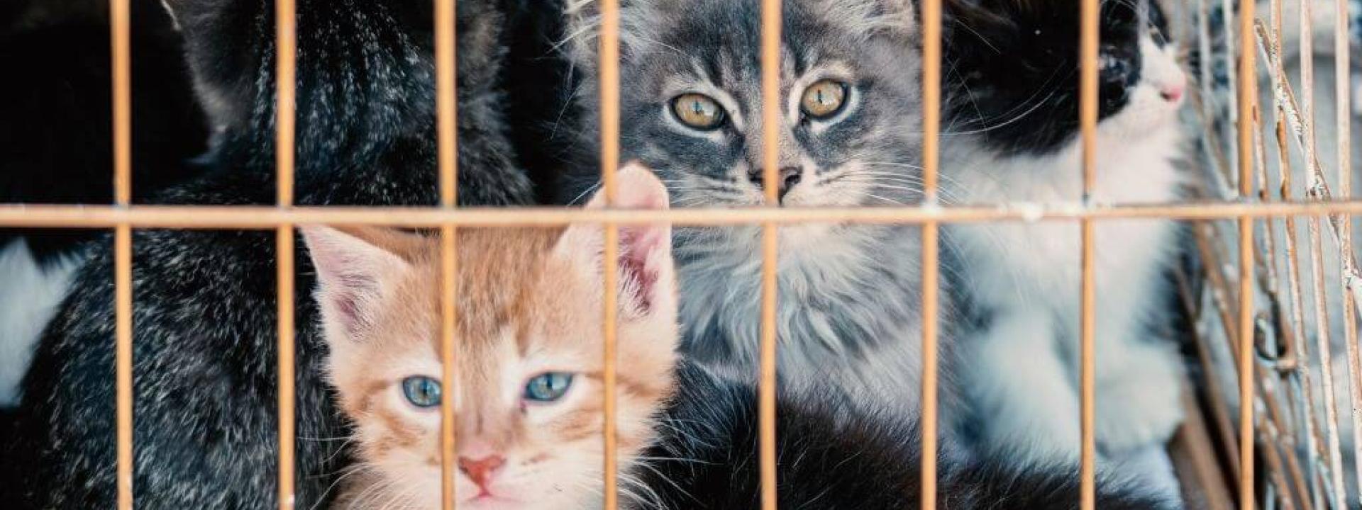 Kittens in a cage at an animal shelter.